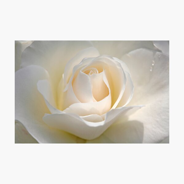 White Rose Photographic Print