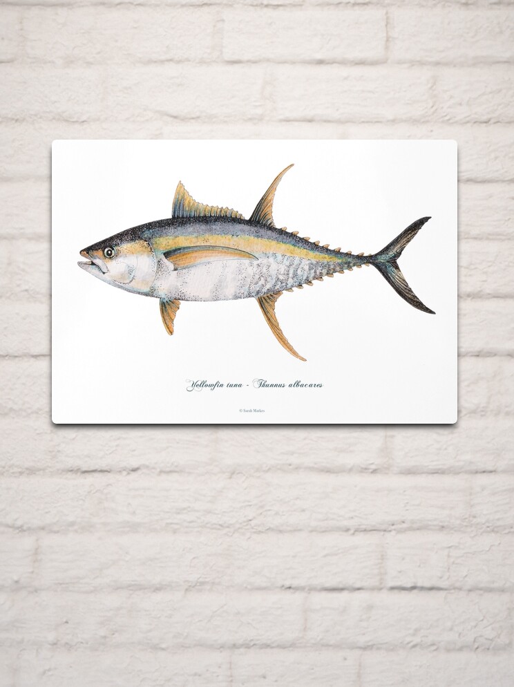 Yellowfin Tunas hunting Squid | Postcard