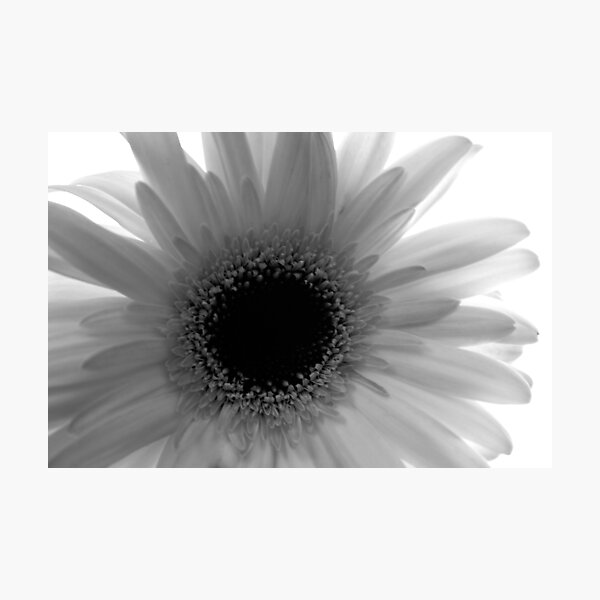 Item preview, X-Ray Daisy designed and sold by Jill Sprague.