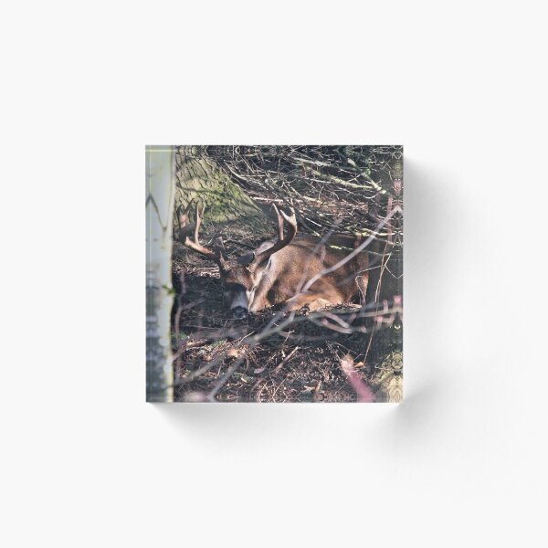 Sleeping Deer Acrylic Block