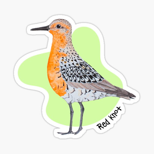 Red Knot Sticker