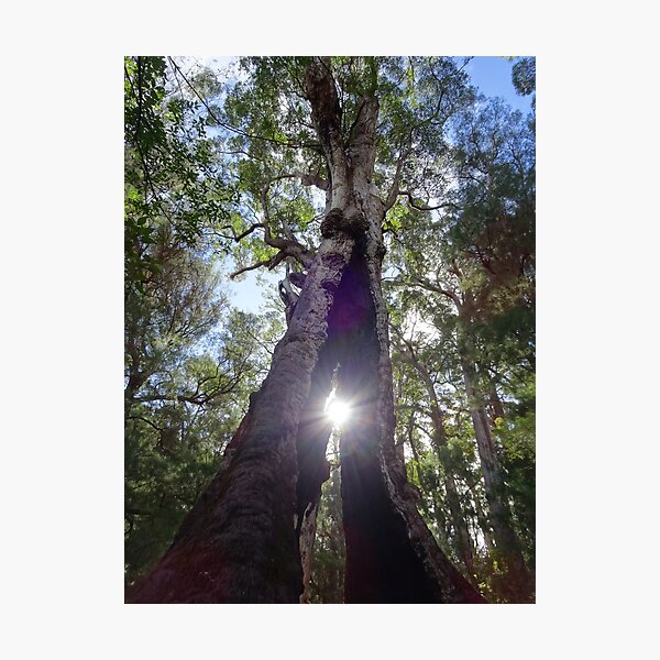 Item preview, Tingling All Over - Giant Tingle Tree designed and sold by Lunaqwa.