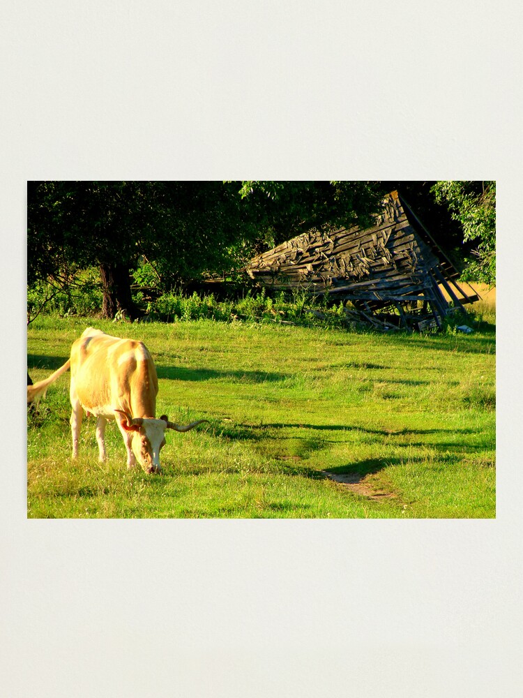 Alternate view of Philosopher's Garden Photographic Print