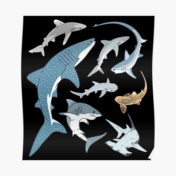 "Types of Sharks Shark species" Poster for Sale by NicGrayGraphic ...