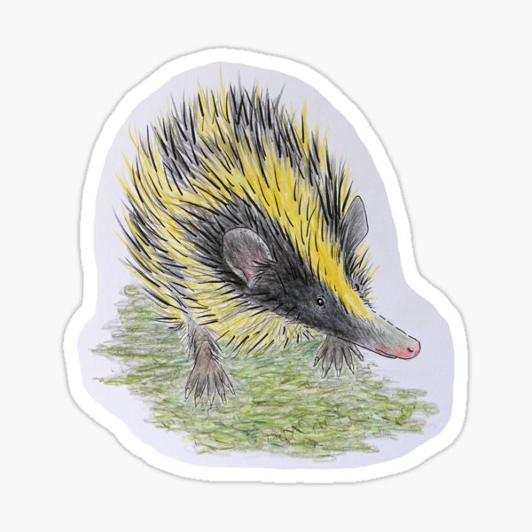 Lowland Streaked Tenrec Sticker