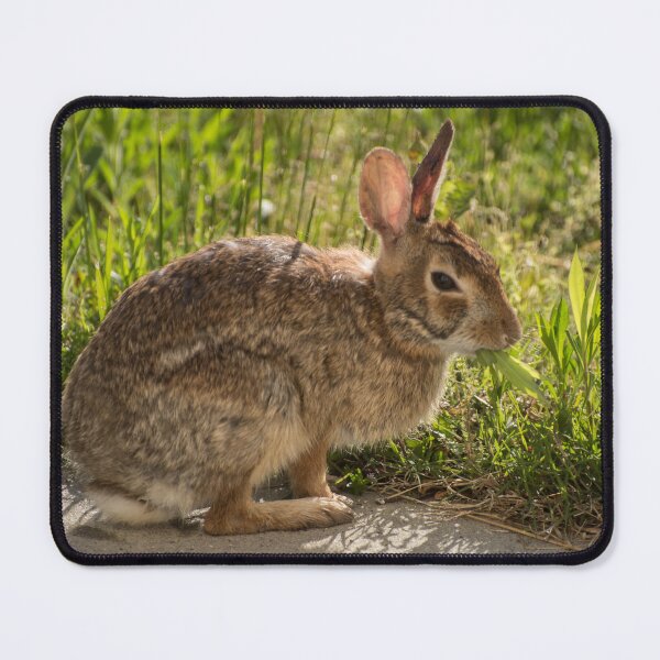 Item preview, Sleepy Bunny Having a Snack designed and sold by TinyCameraNinja.