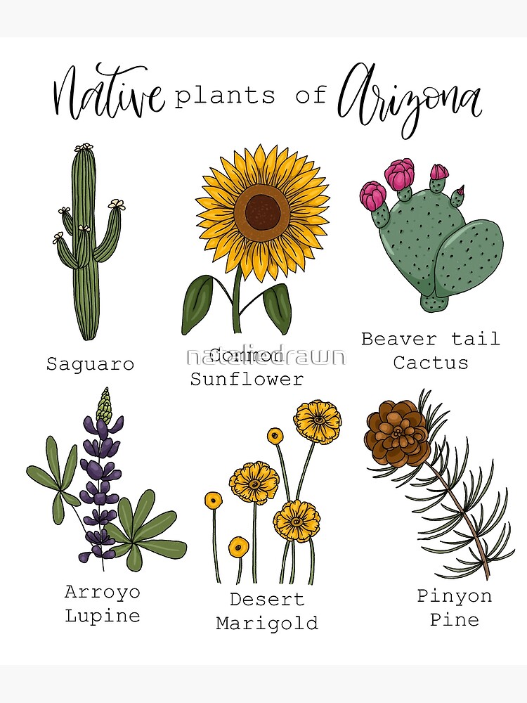 "Native Plants of Arizona" Poster for Sale by nataliedrawn Redbubble