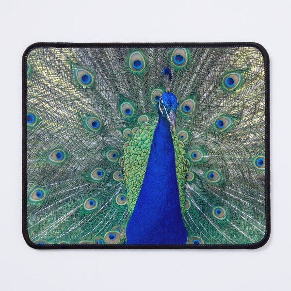 Item preview, Peacock & tail feathers  designed and sold by VCBrandt.