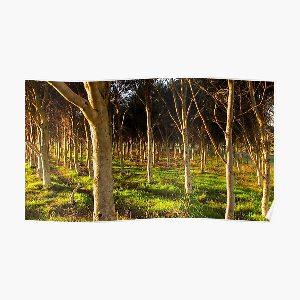 Forest at dawn Poster