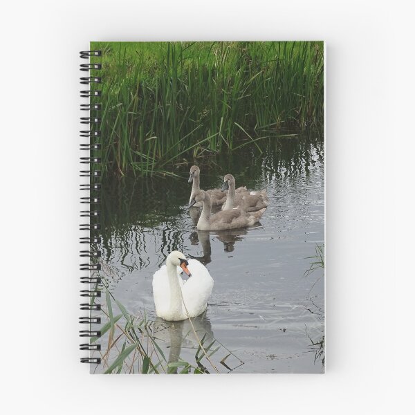 Item preview, Swan Family in Sussex. designed and sold by GingerMan2550.