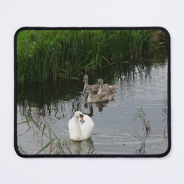 Item preview, Swan Family in Sussex. designed and sold by GingerMan2550.