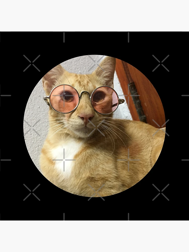 cute small cat pfp with pink heart glasses💕  Humor kucing, Anak kucing  menggemaskan, Kucing