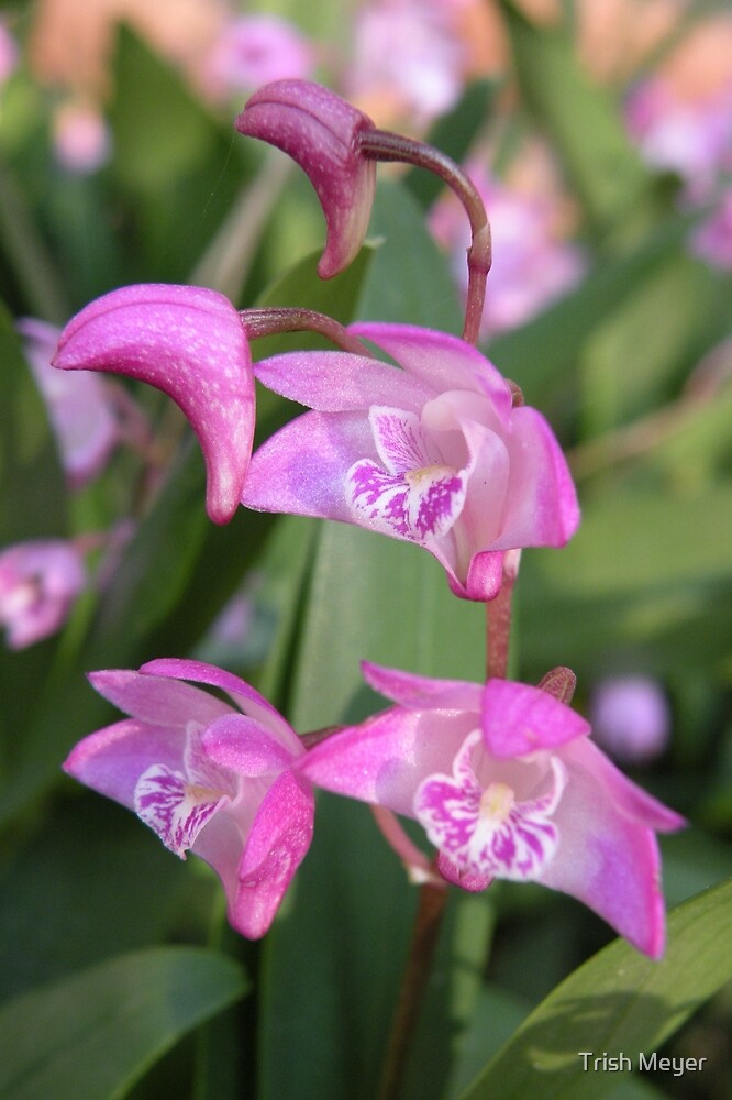 "Australian Native Orchids." by Trish Meyer | Redbubble