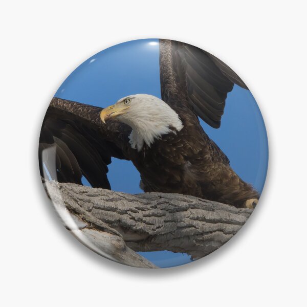 Item preview, Eagle Taking off from Branch designed and sold by rmyerphoto.
