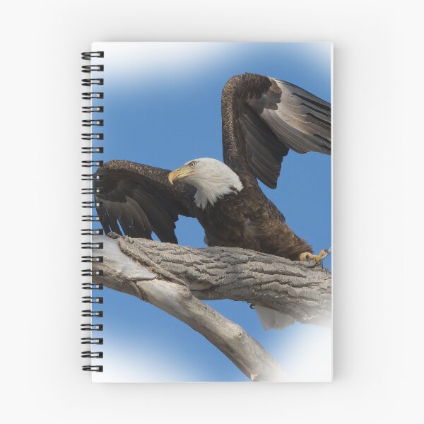 Item preview, Eagle Taking off from Branch designed and sold by rmyerphoto.