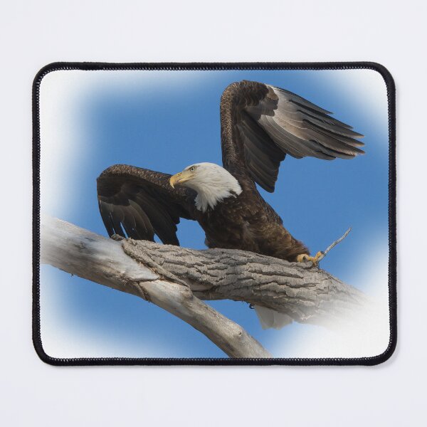 Item preview, Eagle Taking off from Branch designed and sold by rmyerphoto.