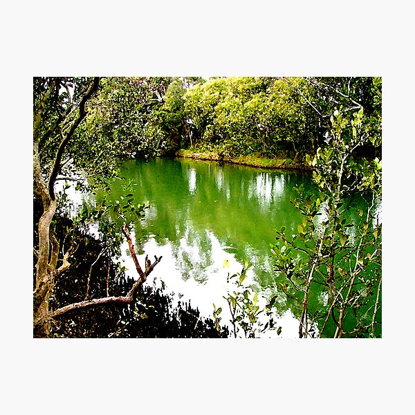 Mangrove Waterway Photographic Print