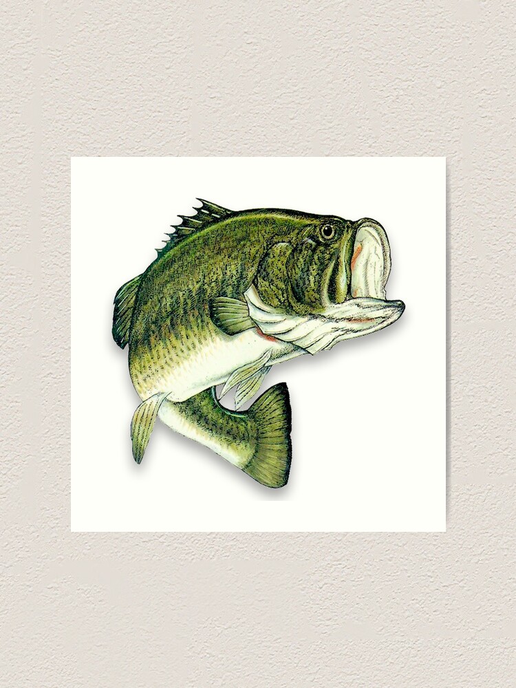 Large Mouth Bass | Art Print