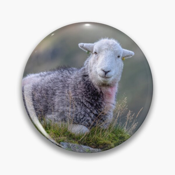 Item preview, Herdwick Sheep on a Lakeland Fell designed and sold by derekbeattie.