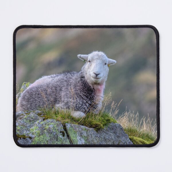 Item preview, Herdwick Sheep on a Lakeland Fell designed and sold by derekbeattie.