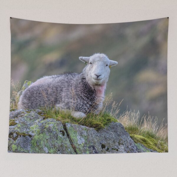 Item preview, Herdwick Sheep on a Lakeland Fell designed and sold by derekbeattie.