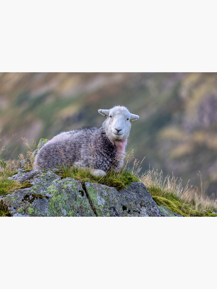 "Herdwick Sheep on a Lakeland Fell" Sticker for Sale by derekbeattie