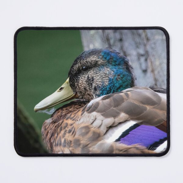Item preview, Mallard Drake designed and sold by Claire Hawken.
