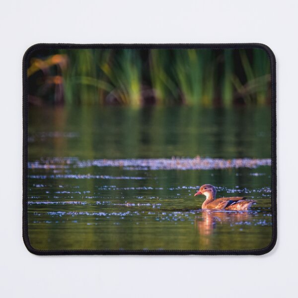Item preview, Mandarin duck in the sunset designed and sold by Claire Hawken.