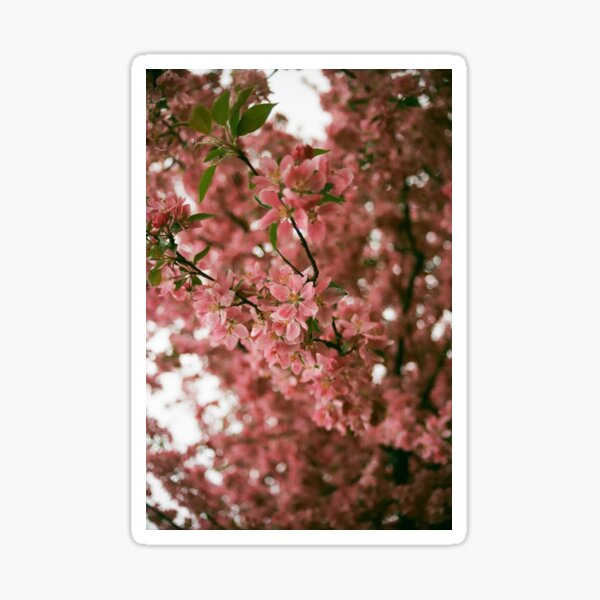 Pink Sticker