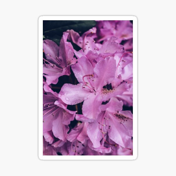 Rhododendron Sticker