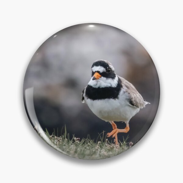 Item preview, Ringed Plover on Shetland designed and sold by Claire Hawken.