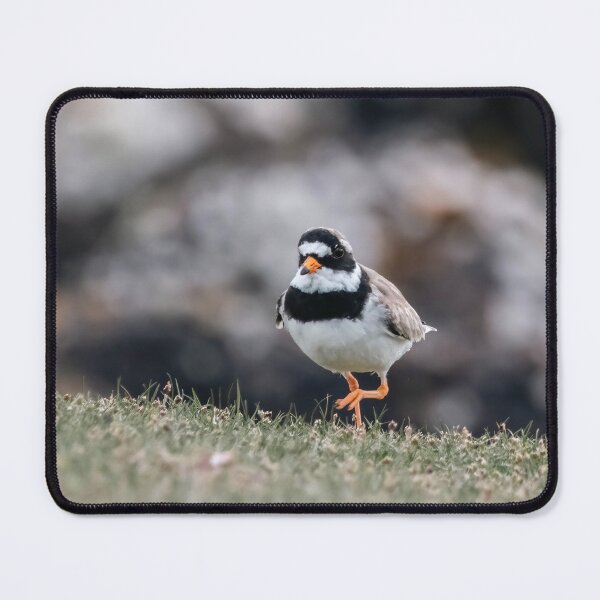 Item preview, Ringed Plover on Shetland designed and sold by Claire Hawken.