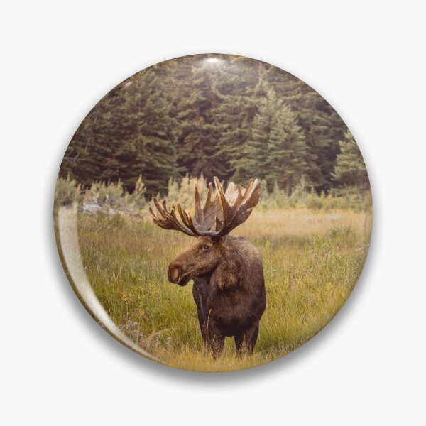 Item preview, Moose in Wyoming Photography Print designed and sold by JakobWandel.