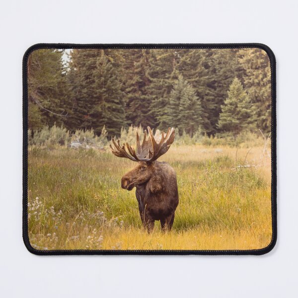 Item preview, Moose in Wyoming Photography Print designed and sold by JakobWandel.