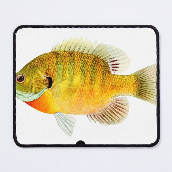 Item preview, Fish on bluegill  designed and sold by Rickido.