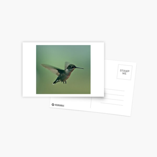 Ms. Hummer Postcard