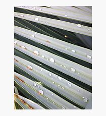 Palm drops Photographic Print