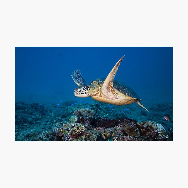 Icon of the Reef Photographic Print