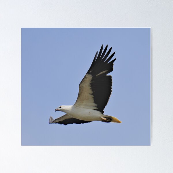 Item preview, RAPTOR ~ White-bellied Sea-eagle by David Irwin DJI3MM6EW4H designed and sold by tasmanianartist.