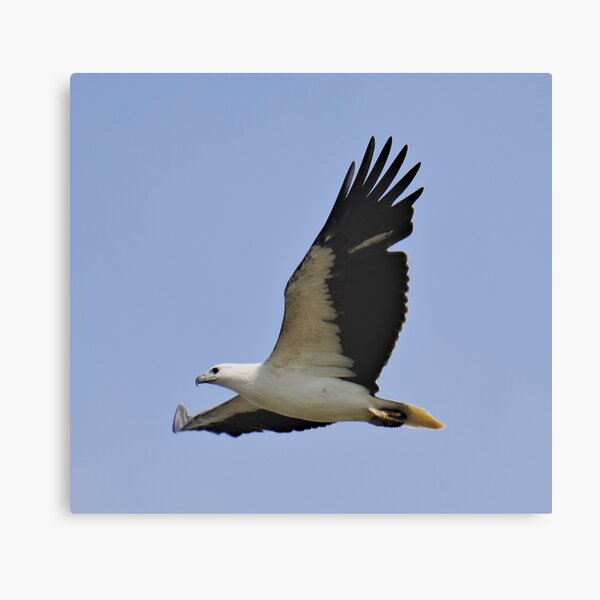 RAPTOR ~ White-bellied Sea-eagle by David Irwin DJI3MM6EW4H Canvas Print