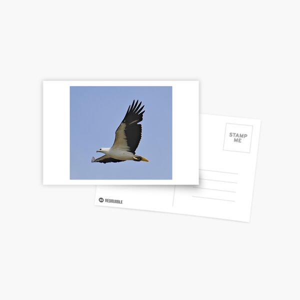 RAPTOR ~ White-bellied Sea-eagle by David Irwin DJI3MM6EW4H Postcard
