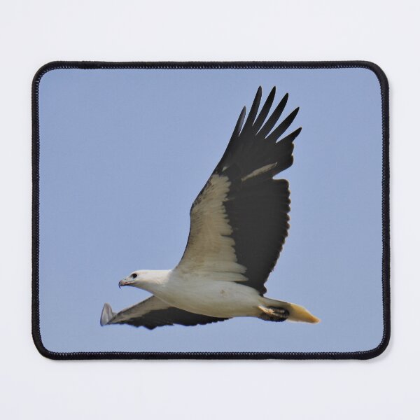 Item preview, RAPTOR ~ White-bellied Sea-eagle by David Irwin DJI3MM6EW4H designed and sold by tasmanianartist.