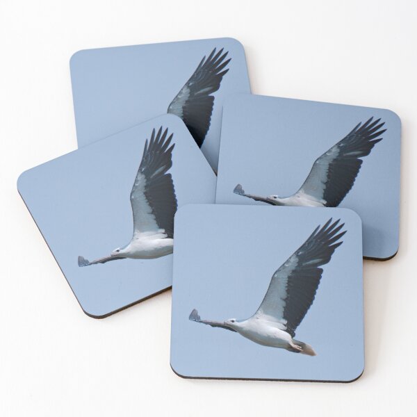 RAPTOR ~ White-bellied Sea-eagle by David Irwin DJIX8FP4349 Coasters (Set of 4)