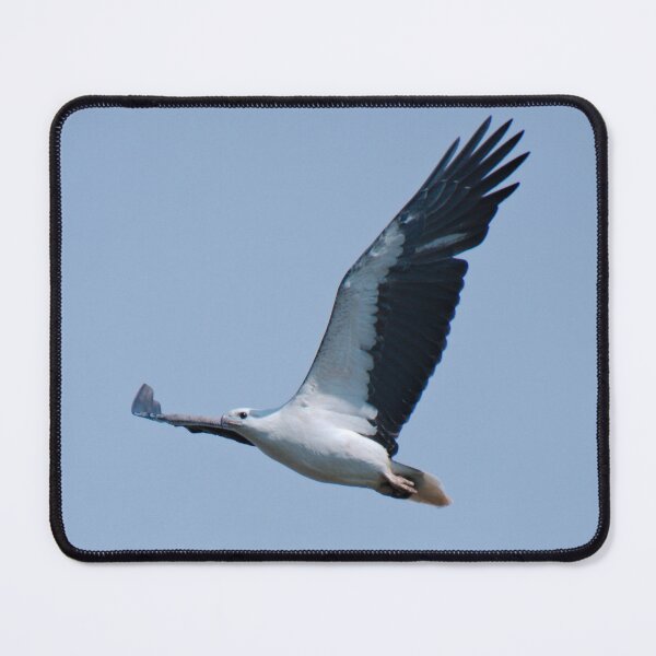 Item preview, RAPTOR ~ White-bellied Sea-eagle by David Irwin DJIX8FP4349 designed and sold by tasmanianartist.