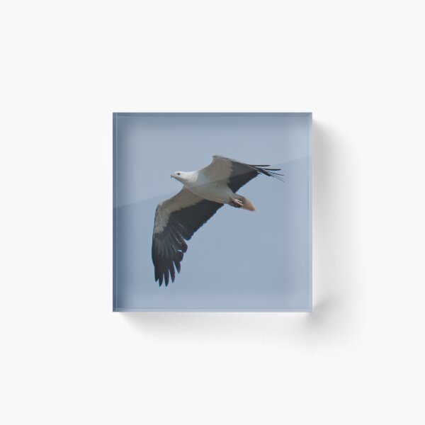 RAPTOR ~ White-bellied Sea-eagle by David irwin DJI7D42KM7Z Acrylic Block