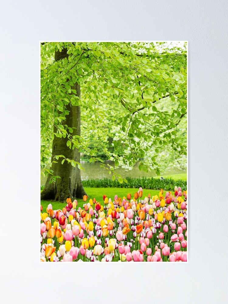 Tulip Garden Amsterdam Poster By Malexandraphoto Redbubble