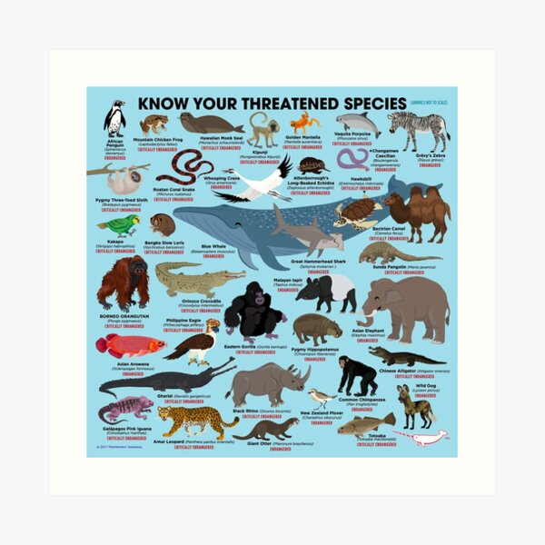 Know Your Threatened Species Art Print