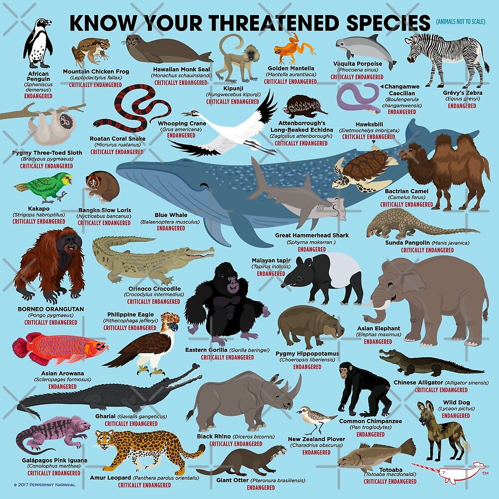 "Know Your Threatened Species" by PepomintNarwhal | Redbubble