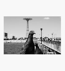 Coney Island Pigeon Photographic Print