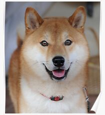 shiba inu Poster